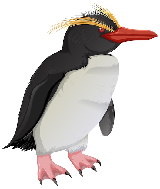 Бесплатное векторное изображение Северный пингвин rockhopper на белом фоне