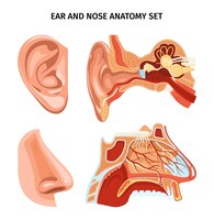 Nose and ear anatomy scheme with appearance and cross section of organs realistic vector illustration