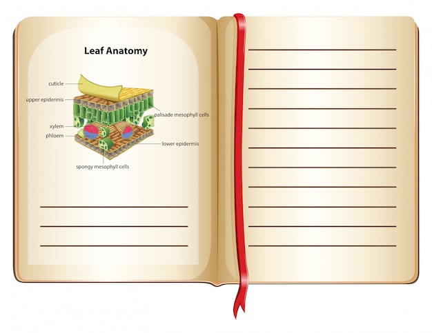 Free vector notebook and leaf anatomy on page