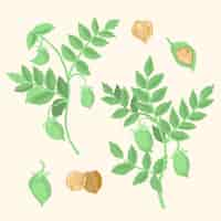 Free vector nutritive chickpea beans and plant illustration