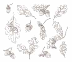 Free vector oak leaves, branches and acorns hand drawn illustrations set. quercus tree elements in engraving vintage style