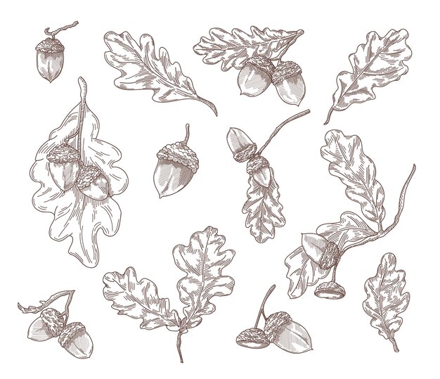 Free Vector oak leaves, branches and acorns hand drawn illustrations set. quercus tree elements in engraving vintage style