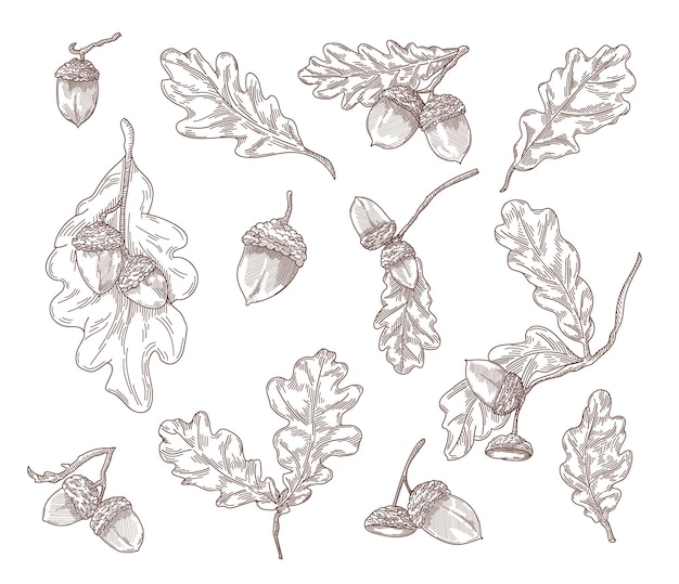 無料ベクター 樫の葉、枝、どんぐりの手描きイラストセット。ヴィンテージスタイルの彫刻のコナラの木の要素
