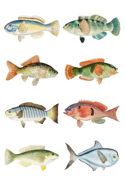 Vettore gratuito illustrazione clipart dell'annata di vettore del pesce di vita dell'oceano mista