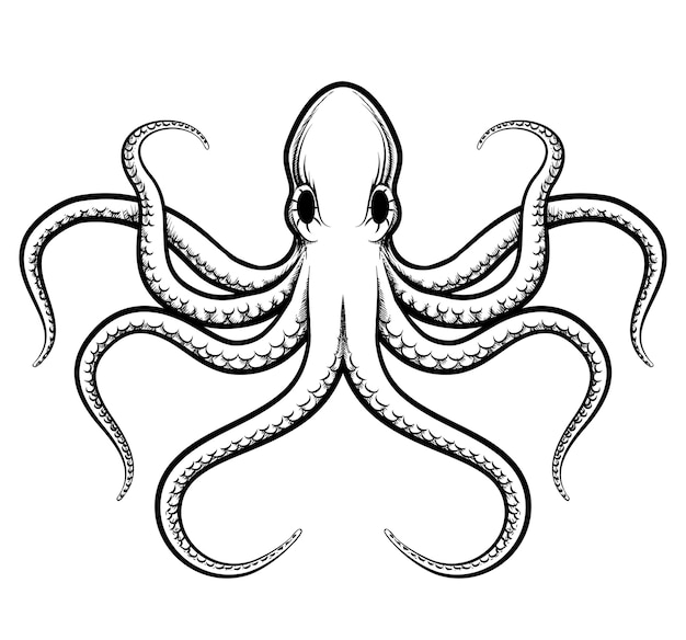 octopus illustration. Beautifully painted octopus black lines on a white background