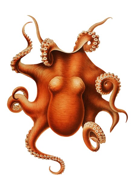 Octopus in vintage style