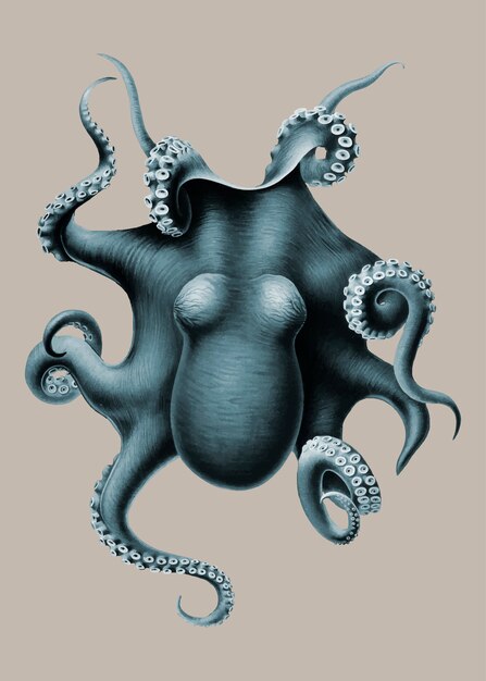 Octopus in vintage style