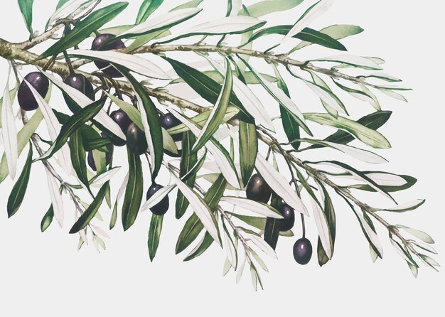 Olive branch on a Christmas card