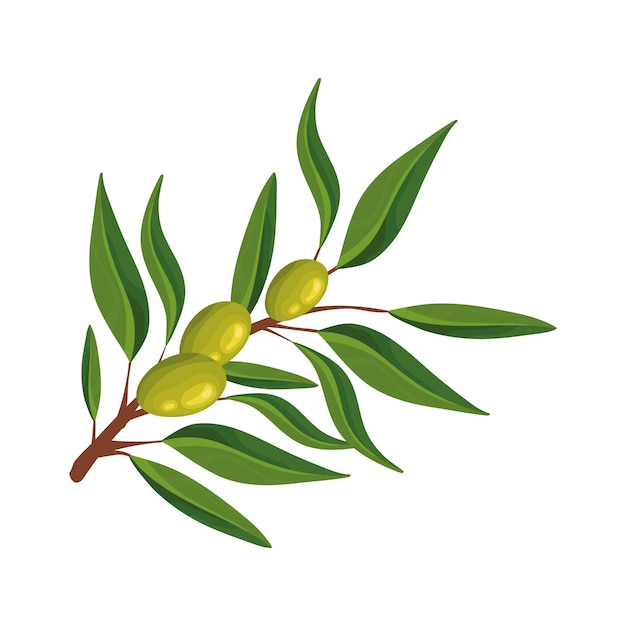 Free vector olive branch leaf icon isolated