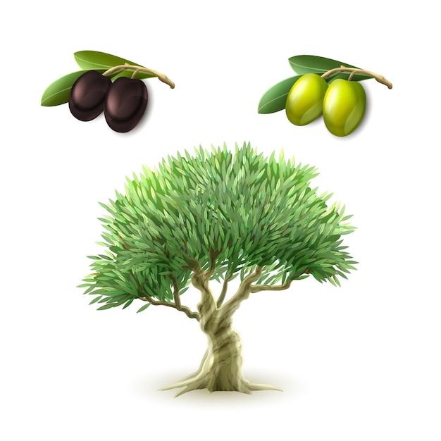 Free vector olive oil primary products set