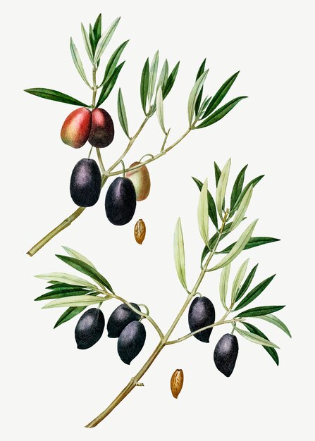 Olive tree branch