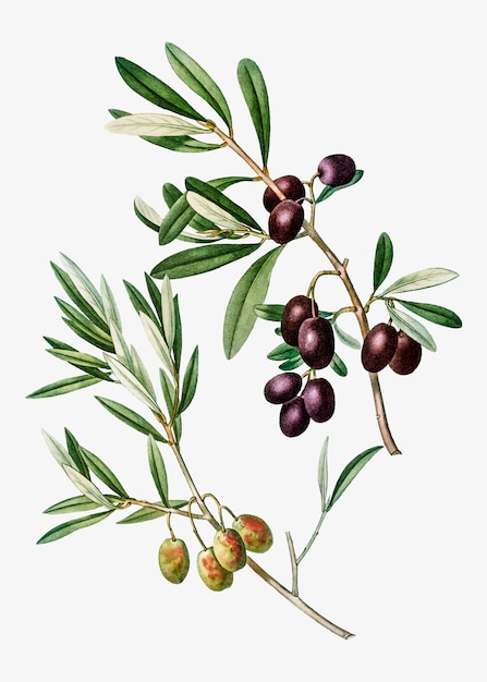 Olive tree branch