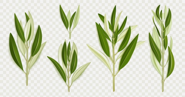 Free vector olive tree branches with green leaves