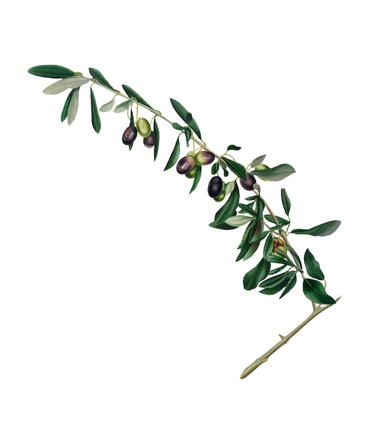 Free vector olives from pomona italiana illustration