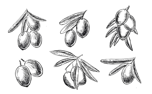 Оливки на ветке рисованной векторные иллюстрации