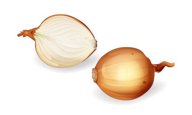 Onion bulb and sliced half set. Yellow unpeeled onions, fresh natural organic food.