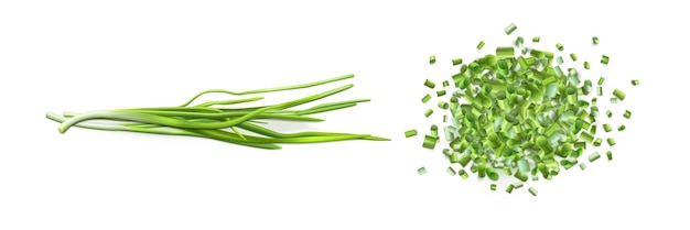 Free vector onion leaves and chopped green chive