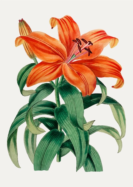 Free vector orange lily sukashiyuri