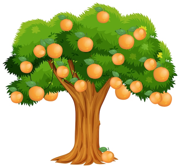 Бесплатное векторное изображение Апельсиновое дерево, изолированные на белом фоне