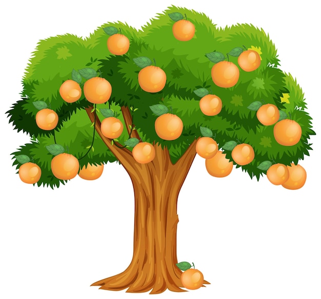 Free vector orange tree isolated on white background