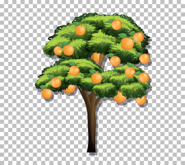 투명 한 배경에 오렌지 나무
