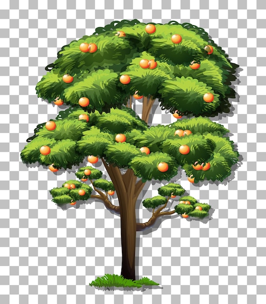 Free vector orange tree on transparent background