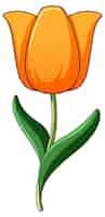 Free vector orange tulip with green leaves