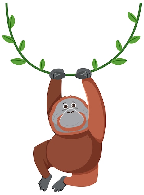 Orangutan appeso a liana