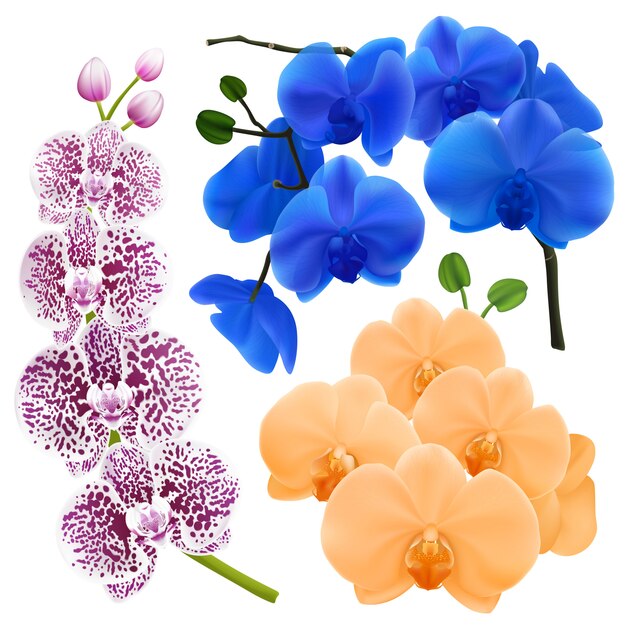 Orchid branches with colorful flowers 