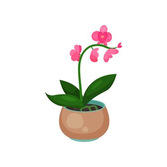 Orchid phalaenopsis houseplant, potted flower vector illustration isolated on a white background