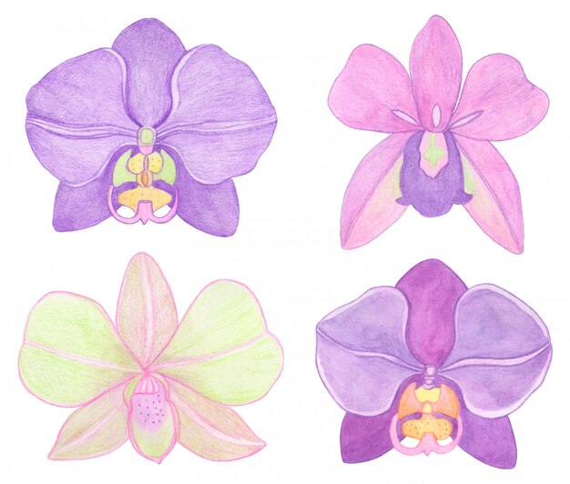 蘭胡蝶蘭の水彩セットのイラスト 満開の美しいエキゾチックな花 プレミアムベクター