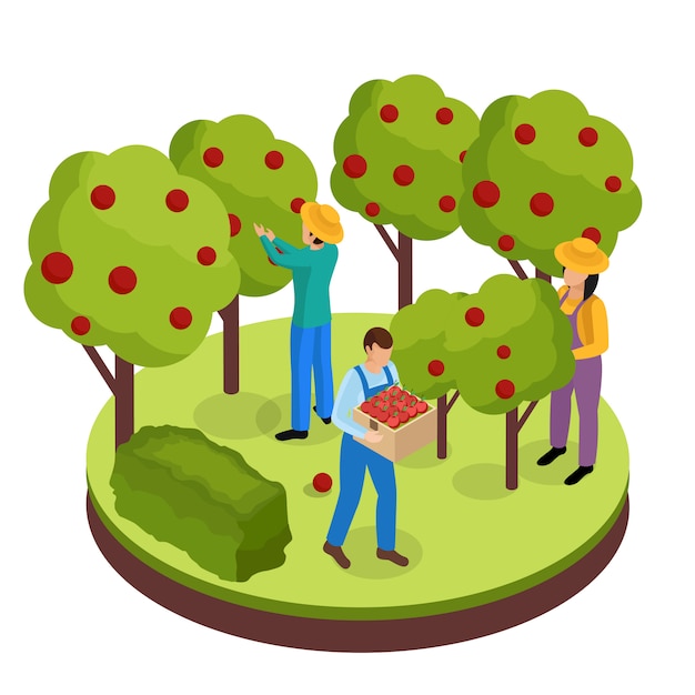 주변 나무에서 과일을 수집하는 3 명의 녹색 공간 근로자와 평범한 농부의 생활 아이소 메트릭 구성