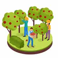 Free vector ordinary farmers life isometric composition with three green space workers collecting fruits from surrounding trees