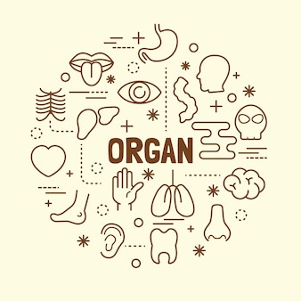 Organ minimal thin line icons set