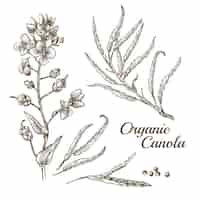Бесплатное векторное изображение Органический канола цветок с ветвью иллюстрации