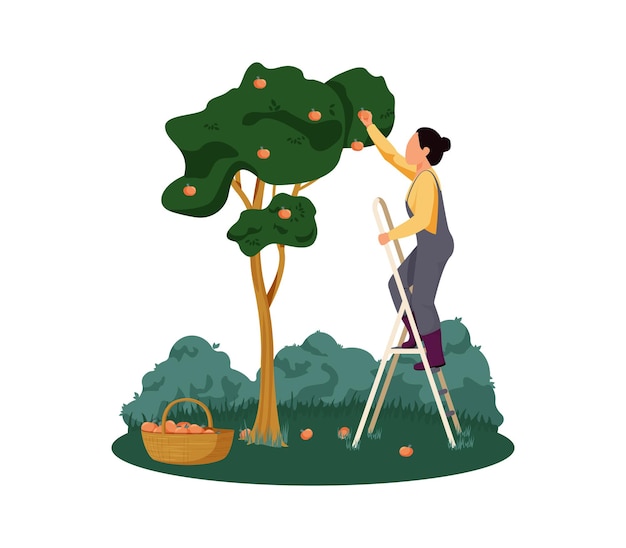 Organic farm with woman gathering apples flat  illustration