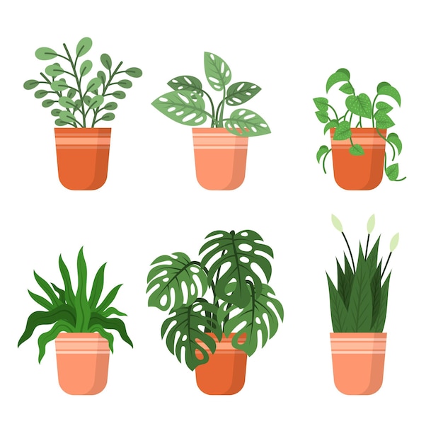 Organic flat houseplant collection