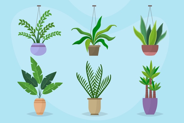 Organic flat houseplant collection