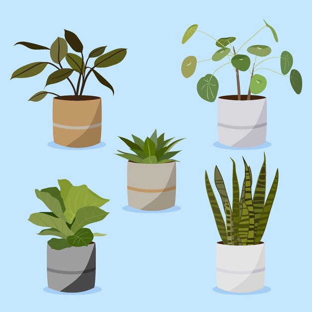 Organic flat houseplant collection