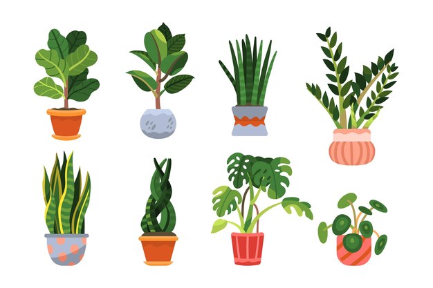 Organic flat houseplant collection