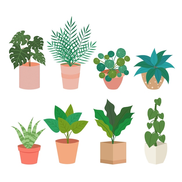 Organic flat houseplant collection