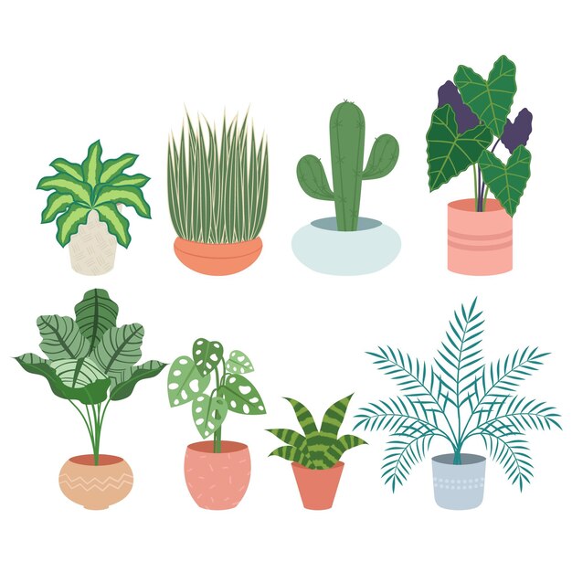 Organic flat houseplant collection