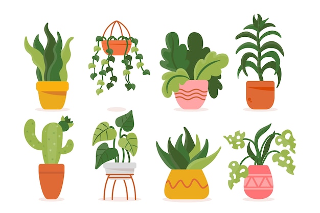 Organic flat houseplant collection