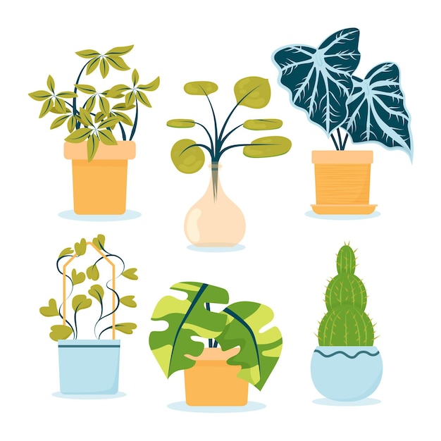 Organic flat houseplant collection