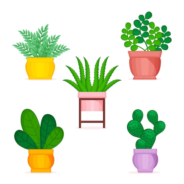 Organic flat houseplant collection