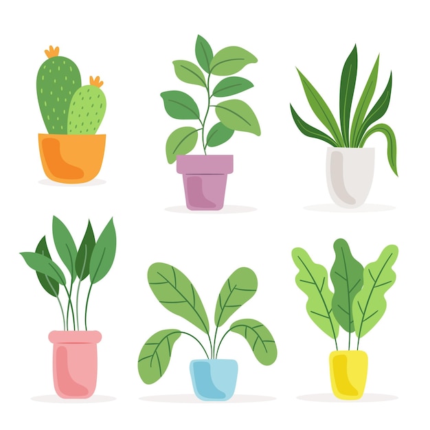 Organic flat houseplant collection