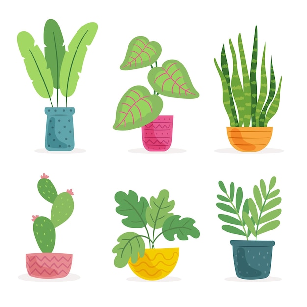 Organic flat houseplant collection