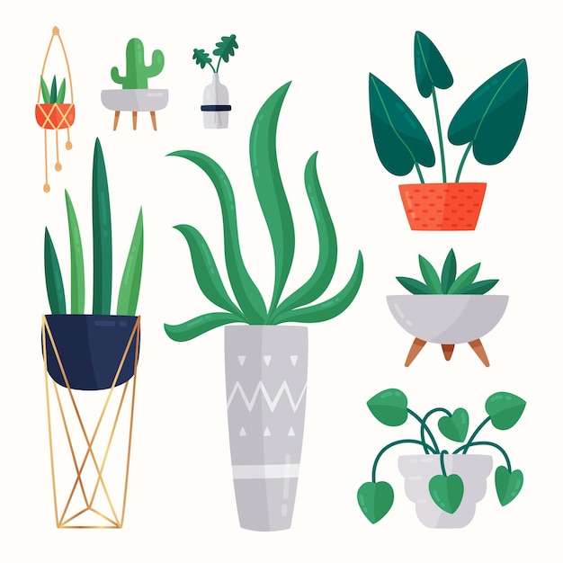 Organic flat houseplant collection