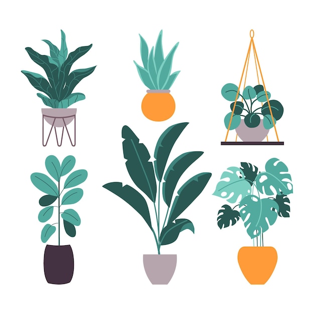 有機フラット観葉植物コレクション