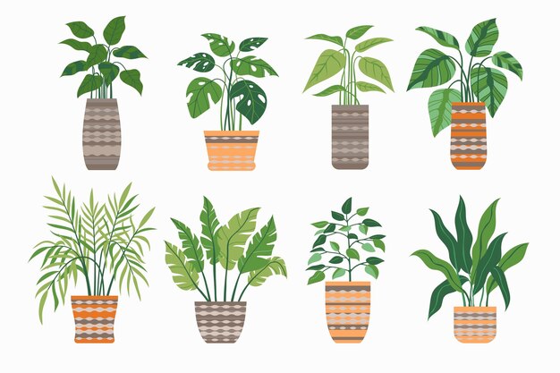 Organic flat houseplant collection